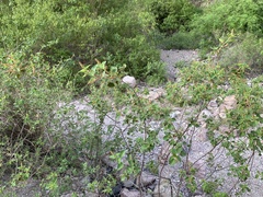 Acalypha californica