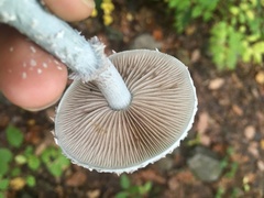 Stropharia