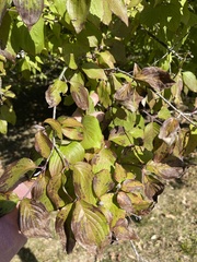Cornus mas