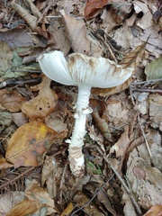 Amanita rubescens