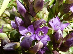 Gentianeae