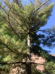 Pinus strobus