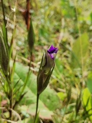 Gentianopsis grandis