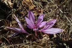 Colchicum feinbruniae