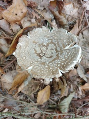 Amanita rubescens