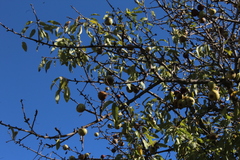 Pyrus syriaca