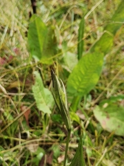 Gentianopsis grandis