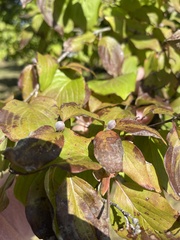 Cornus mas