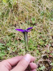Gentianopsis grandis