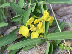 Callaeum macropterum