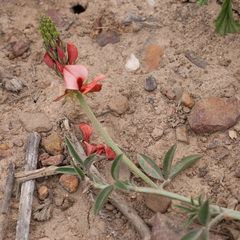 Indigofera complanata