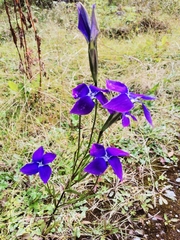 Gentianopsis grandis
