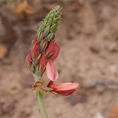 Indigofera complanata