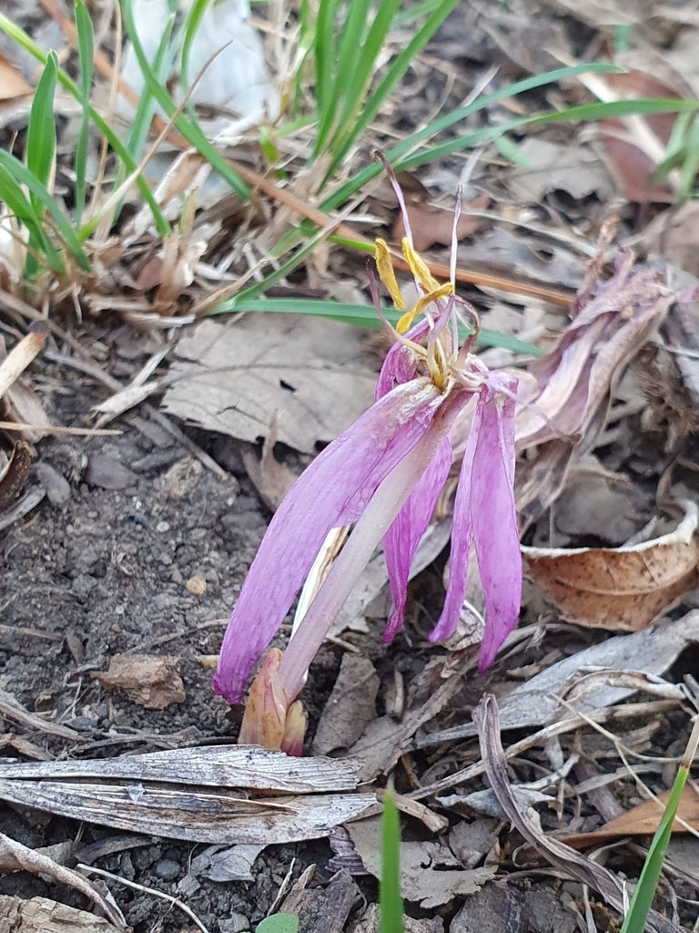 Colchicum byzantinum 2