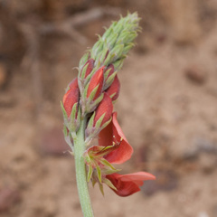 Indigofera complanata