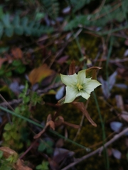 Sinogentiana souliei