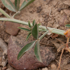 Indigofera complanata