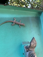 Gekkota