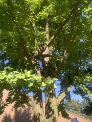 Ginkgo