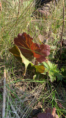 Heuchera richardsonii