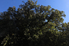 Quercus ithaburensis