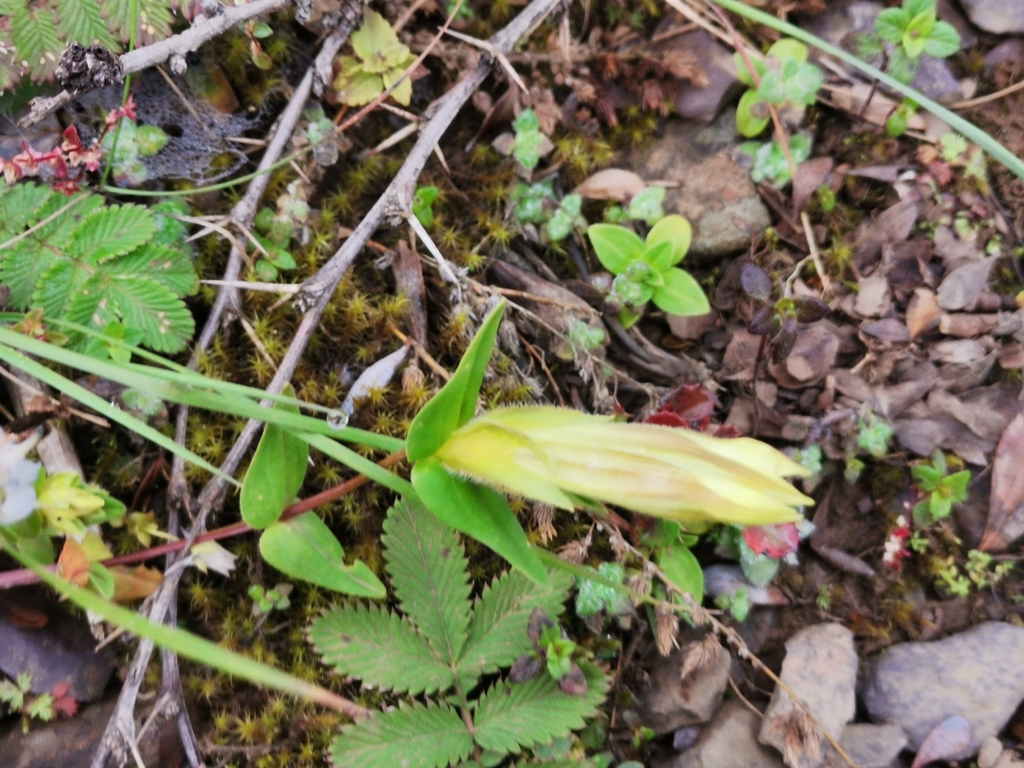 Sinogentiana