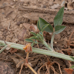 Indigofera complanata