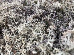 Cladonia portentosa