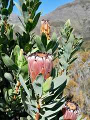 Protea laurifolia
