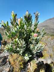 Protea laurifolia