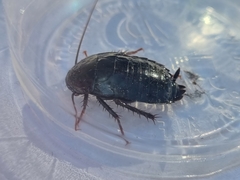Blatta orientalis