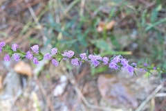 Liatris pilosa