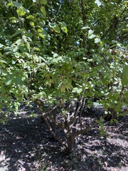 Cornus mas