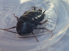 Blatta orientalis