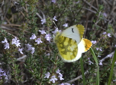 Anthocharis euphenoides