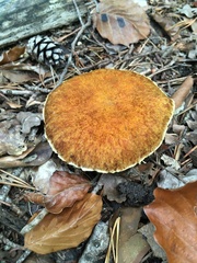 Suillus cavipes