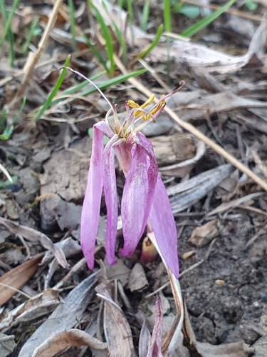 Colchicum lusitanum
