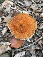 Suillus cavipes