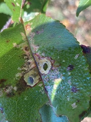 Eriophyes cerasicrumena