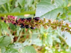 Phytolacca icosandra