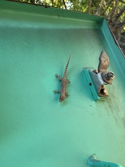 Gekkota