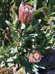 Protea laurifolia