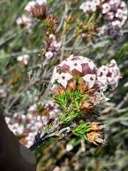 Erica walkeria