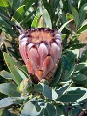Protea laurifolia