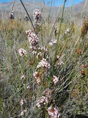 Erica walkeria