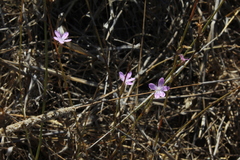 Dianthus polycladus