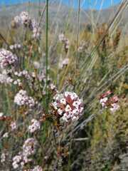 Erica walkeria