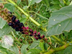Phytolacca icosandra