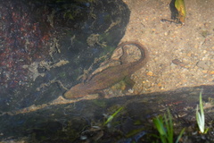 Paramesotriton hongkongensis