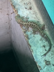 Gekkota